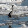 Great Blue Heron getting a 2.5 kt. free ride on the ice.